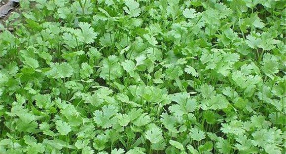 香菜除草使用什么除草剂