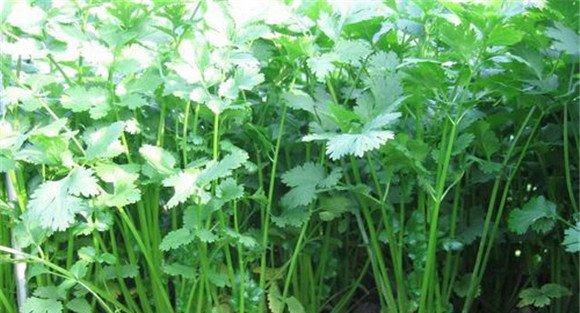 香菜田怎样使用除草剂