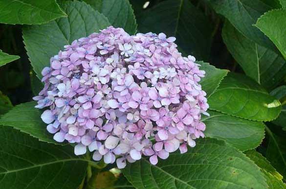 绣球花图片