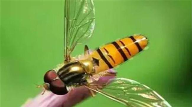 玉米钻心虫的生物防治