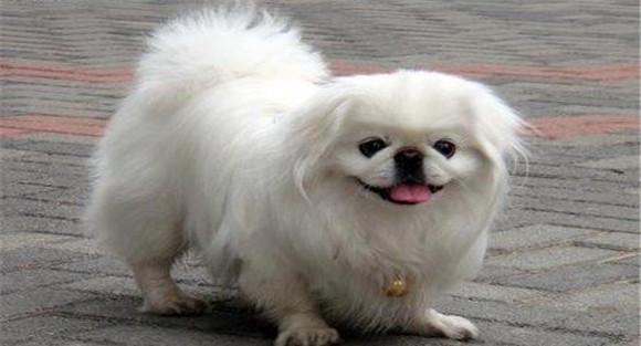 京巴犬好养吗