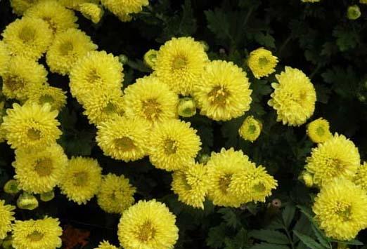 菊花的养殖方法