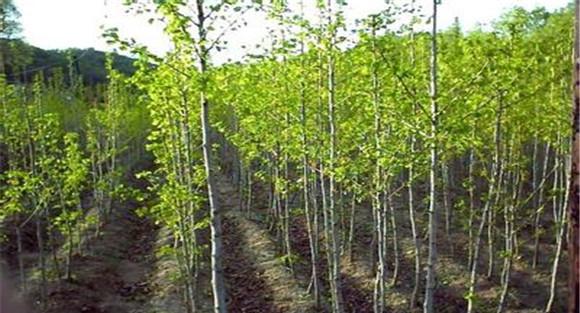 银杏树种植方法：银杏树育苗种植技术