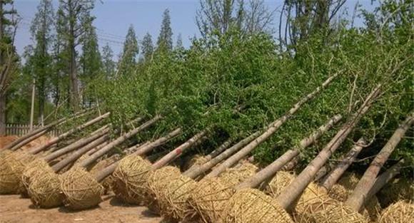 银杏树移植技术