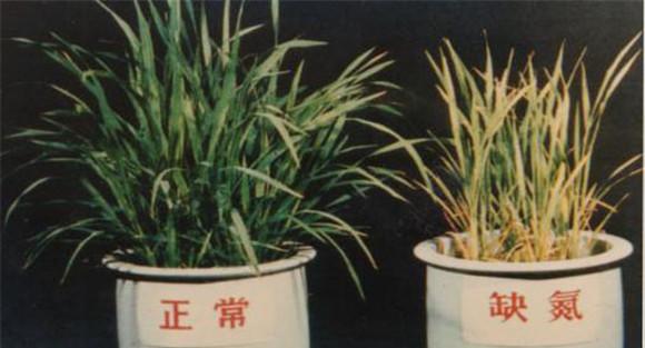 氮元素对植物的作用