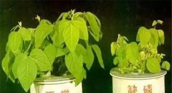 磷元素对植物的作用
