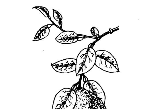 其他果树种植技术