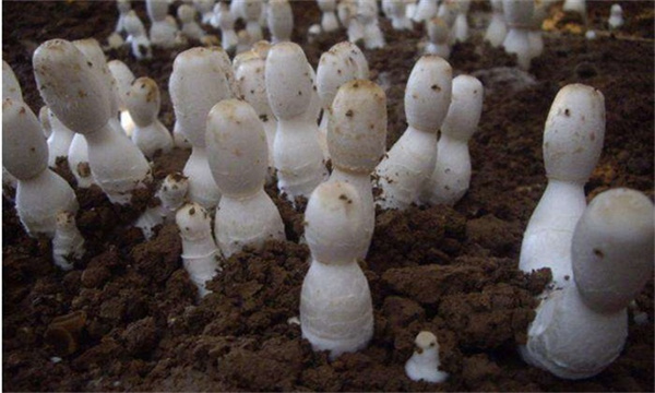 食用菌追肥方法和需要注意事项