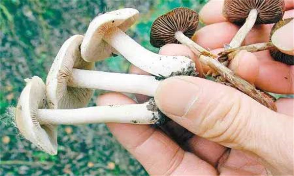 野生蘑菇能不能吃