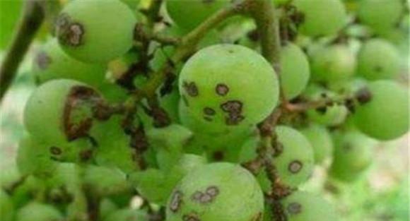 葡萄黑腐病的防治方法