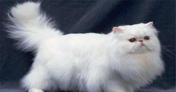 波斯猫