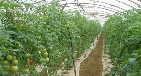 在番茄果实发育期增施钾肥