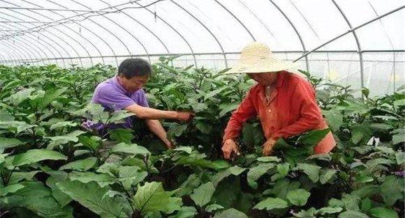 茄子结果期的整枝