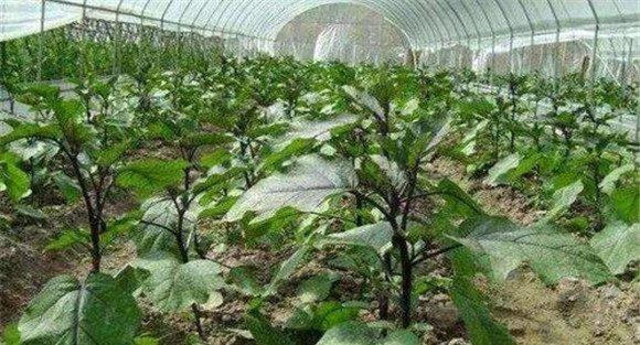 茄子结果期的化控防落