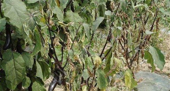 茄子黄萎病主要症状