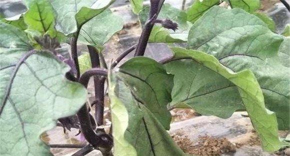 茄子黄萎病防治措施