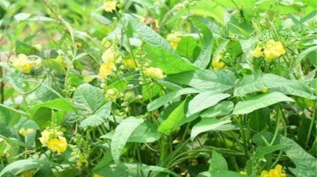 施肥技术要点