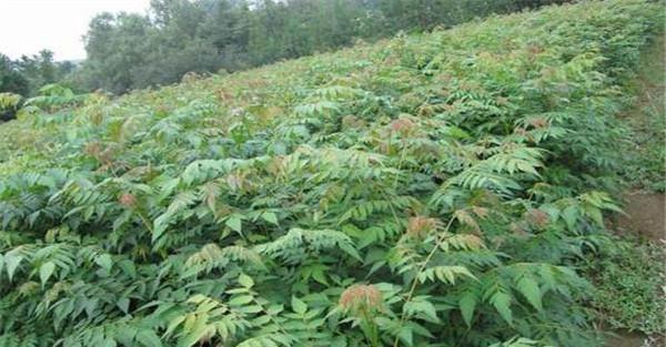 漆树苗栽种