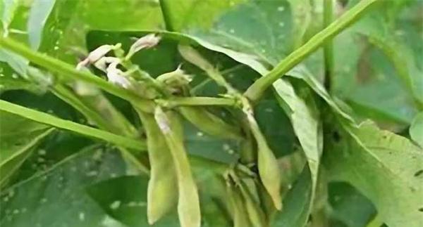 大豆为什么产生秕粒