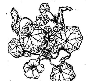 金莲花的繁殖方法