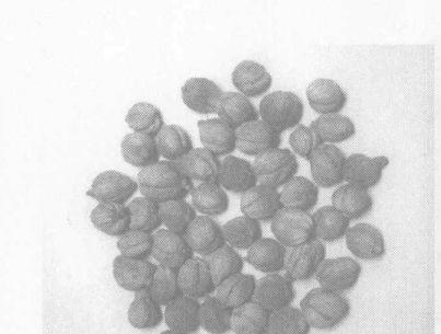 豆蔻的功效与作用