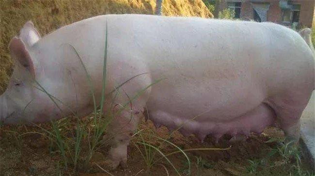 母猪产后怎么喂、喂什么