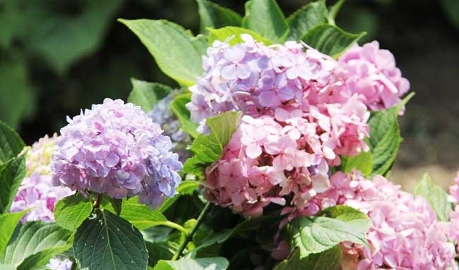 绣球花养殖方法
