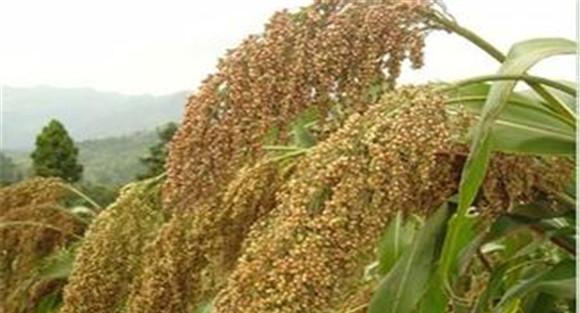 高粱种植方法