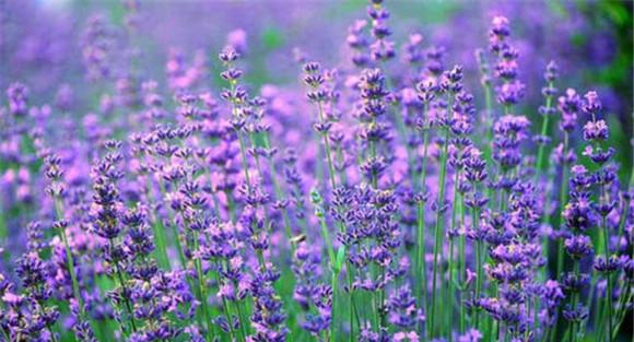 薰衣草种植方法及养护要点