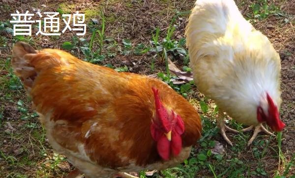 火鸡和普通的鸡有什么区别