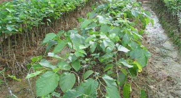 果桑的施肥方法