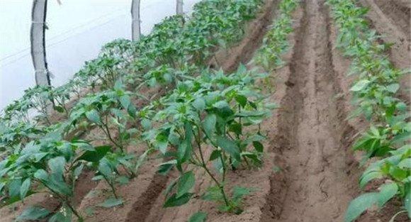 大棚青椒种植技术及其重要步骤