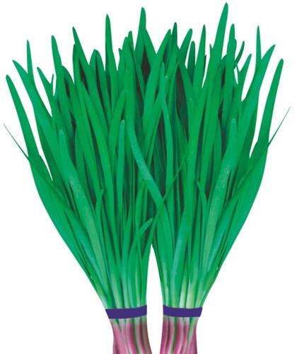 紫根韭菜的种植方法和育苗方法