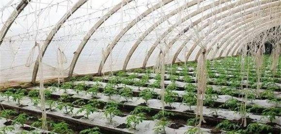 如何掌握大棚番茄种植高产技术
