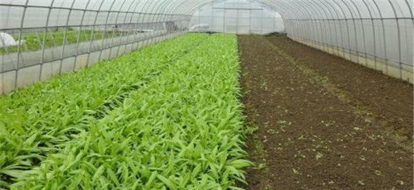 油麦菜如何种植