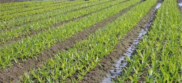 油麦菜种植技术与管理方法
