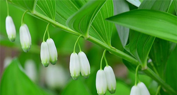 玉竹种植