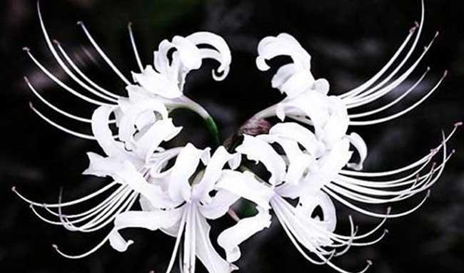 花卉的养殖方法