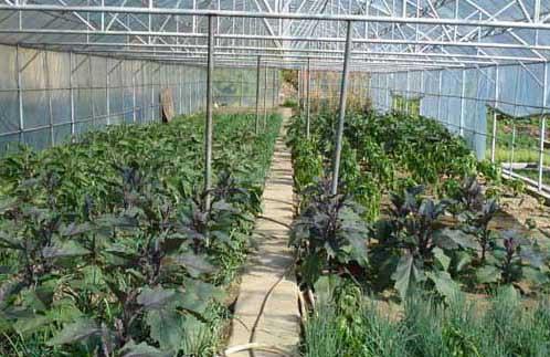 蔬菜栽培技术