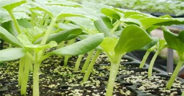 水分管理要点