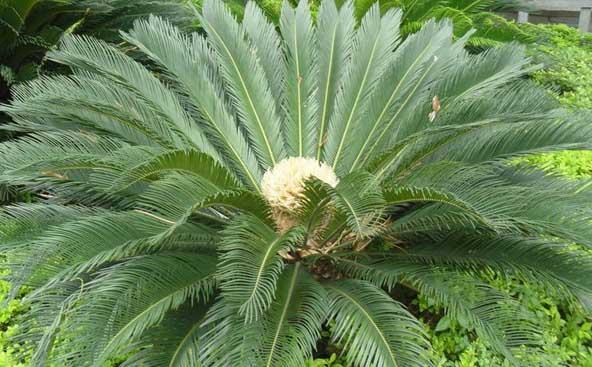 铁树种植方法