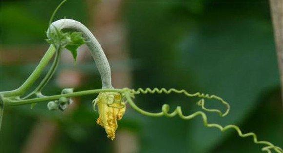 丝瓜烂花的原因
