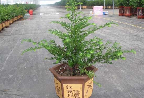 红豆杉的繁殖方法