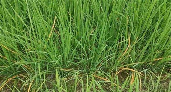 水稻坐蔸打什么药最好