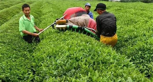 如何确定茶叶机采时间