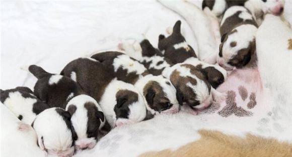 要饲养好刚断乳的仔犬应把握哪些要诀