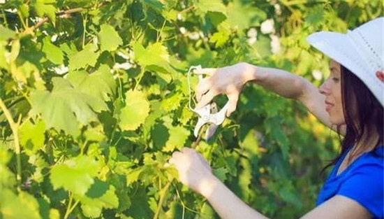 葡萄绑缚新稍