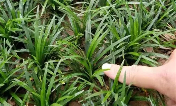 麦冬的主要田间管理技术有哪些