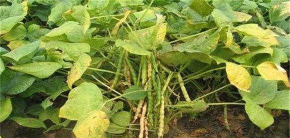 小豆的田间管理措施主要有哪些