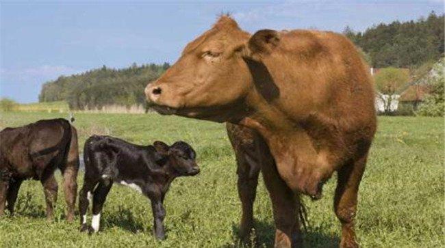 一头牛大概有多少斤、一头牛能出多少斤肉
